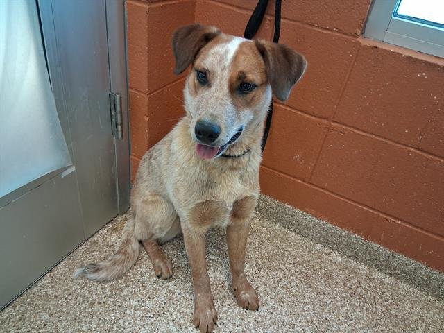 BINGO - Australian Cattle Dog/Blue Heeler available for adoption
