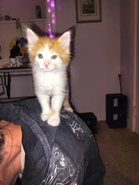 BRUTUS - Photo 1