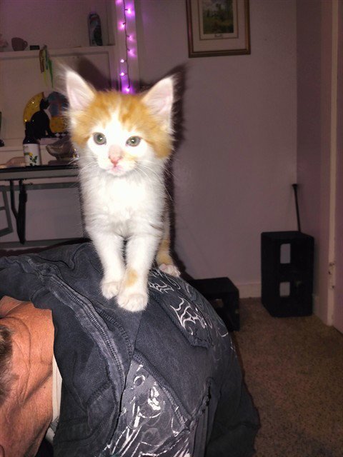 BRUTUS - Domestic Long Hair available for adoption