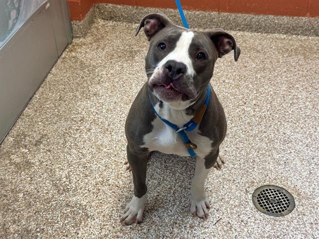 LILLY - Pit Bull Terrier available for adoption