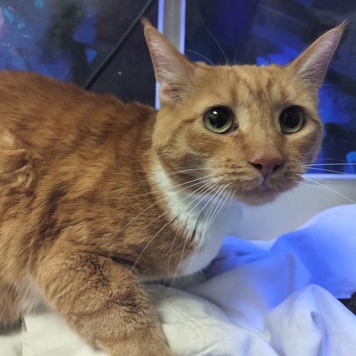 CALI - Domestic Short Hair available for adoption