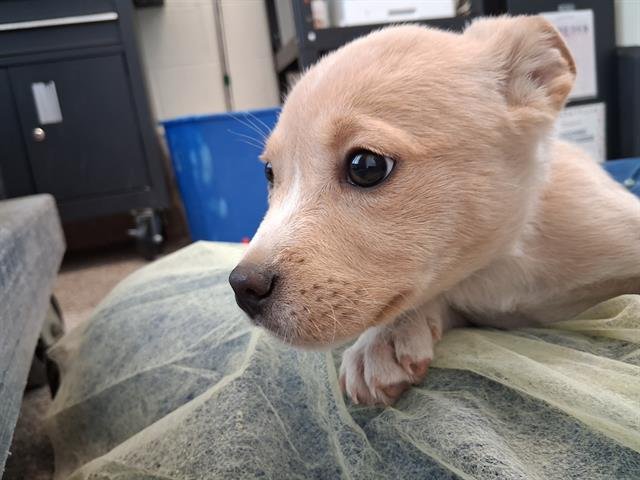 GAUCHO - Labrador Retriever available for adoption