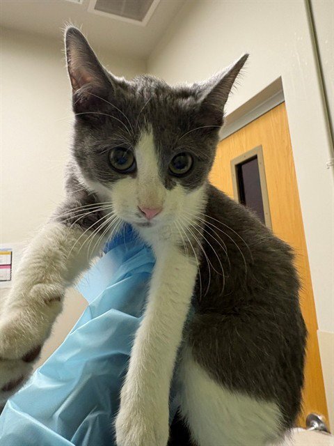 OREO - Domestic Short Hair available for adoption