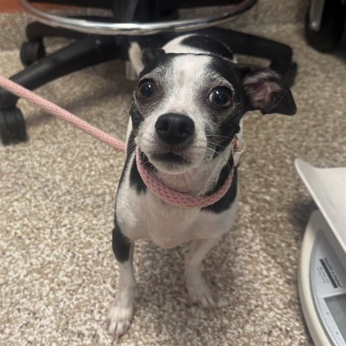 MOOCHIE - Chihuahua for adoption in Pueblo