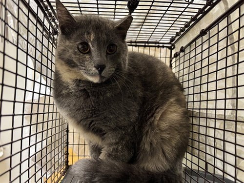 SALSA IN THE BARN - Domestic Short Hair for adoption in Pueblo