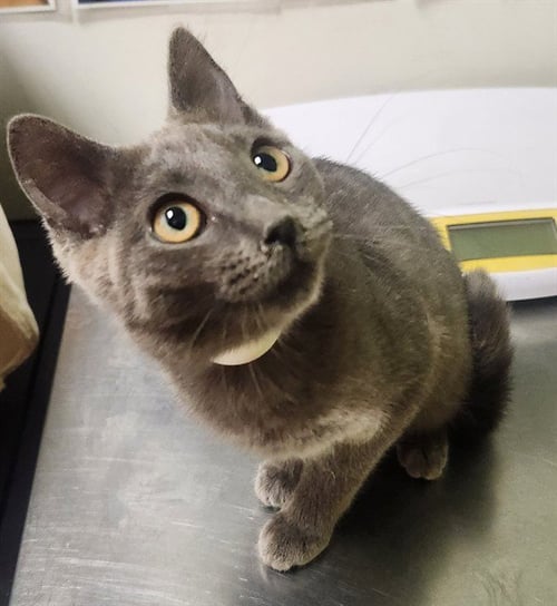 CHIMERA - Domestic Short Hair for adoption in Colorado Springs