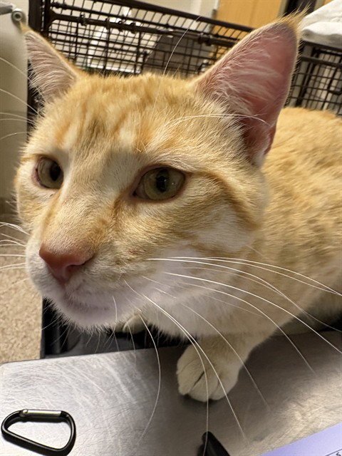 MIDGE - Domestic Short Hair available for adoption
