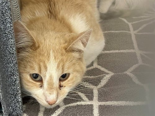 LITTLE MAMA - Domestic Short Hair for adoption in Pueblo