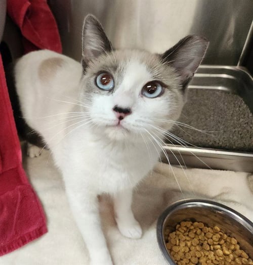 PAPARAZZI - Snowshoe available for adoption