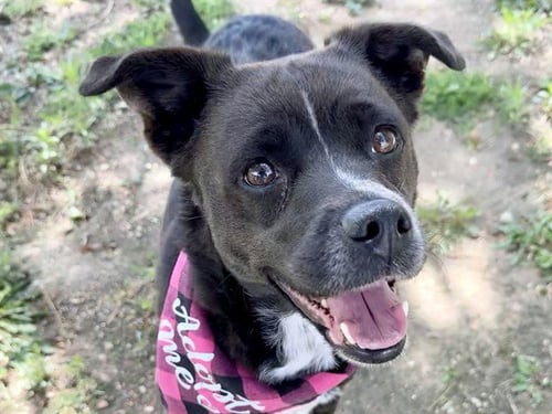 LULU - Pit Bull Terrier for adoption in Pueblo