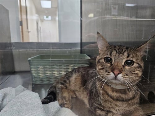 MOUNTAIN - Domestic Short Hair for adoption in Colorado Springs