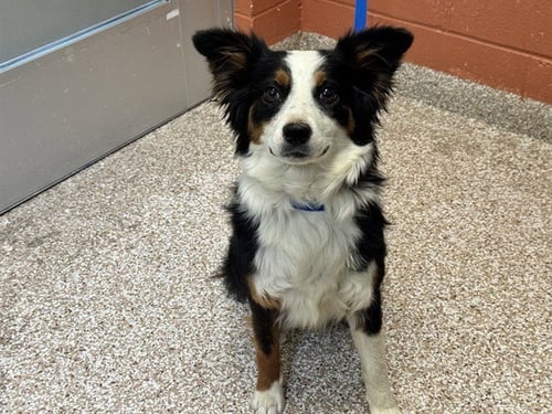 BLOSSOM - Australian Shepherd available for adoption