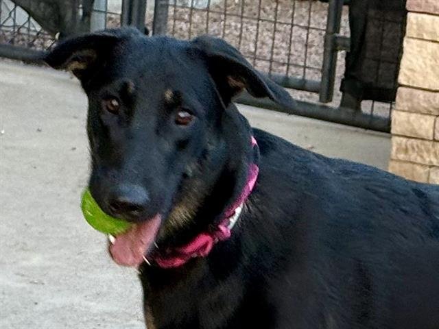 PINKY - Doberman Pinscher / Golden Retriever available for adoption