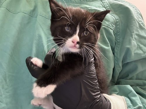 HOSTESS CUPCAKE - Domestic Short Hair available for adoption