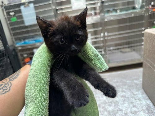 CARMEN - Domestic Short Hair for adoption in Colorado Springs