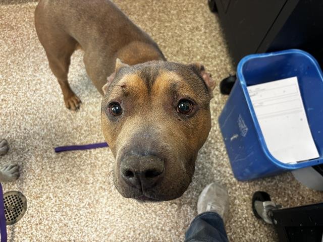 CANELO - Pit Bull Terrier available for adoption