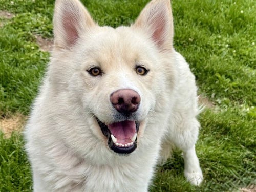 LIONEL - Siberian Husky for adoption in Pueblo