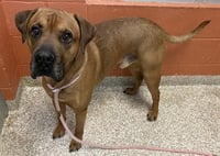 CANE - Photo 1