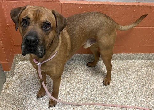 CANE - Mastiff available for adoption