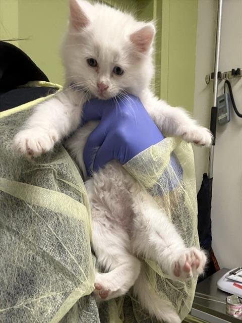 MAX - Domestic Short Hair available for adoption