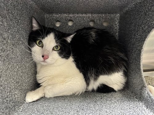 MR. TUXEDO IN THE BARN - Domestic Short Hair available for adoption