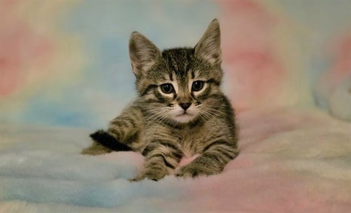 ASHE - Domestic Short Hair available for adoption