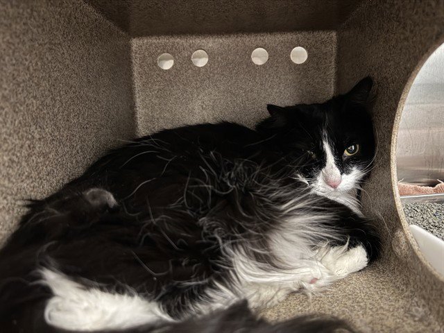 TUXIE IN THE BARN Image