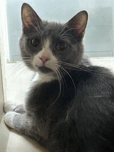 BAYLEE - Domestic Short Hair available for adoption