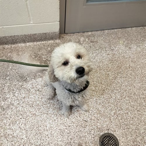 ELLA - Poodle (Miniature) available for adoption