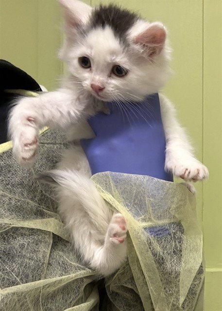 MILA - Domestic Short Hair available for adoption