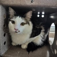 MILO - Photo 1
