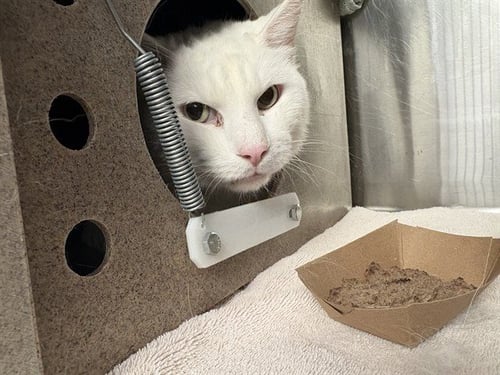 OMEGA SUPREME IN THE BARN - Domestic Short Hair available for adoption