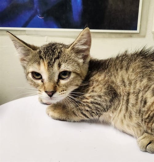 SHRIMP JUMBALAYA - Domestic Short Hair available for adoption