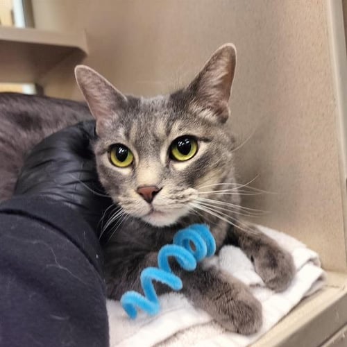 GRAYSON - Domestic Short Hair available for adoption