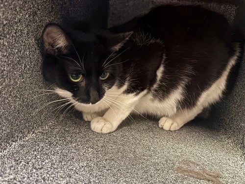 STORMI - Domestic Short Hair available for adoption