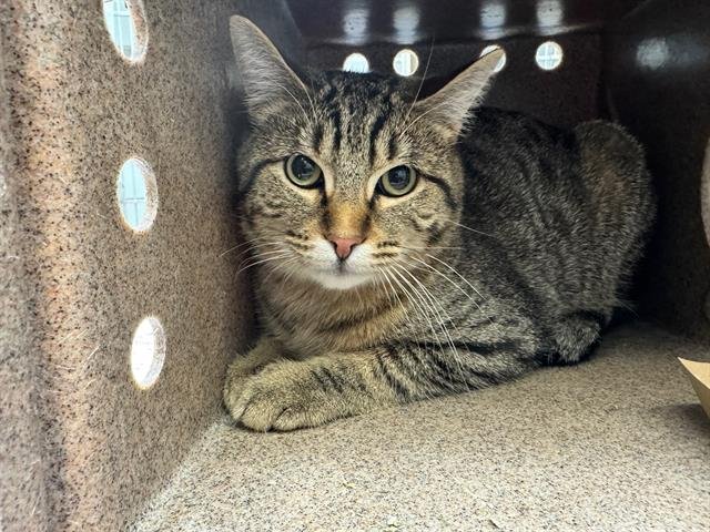 GINGER - Domestic Short Hair available for adoption