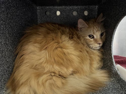 OWEN IN THE BARN - Domestic Long Hair available for adoption