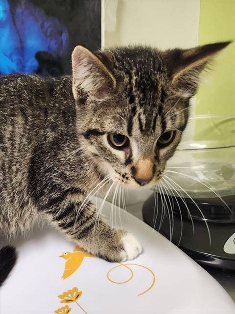 SHRIMP SCAMPI - Domestic Short Hair available for adoption