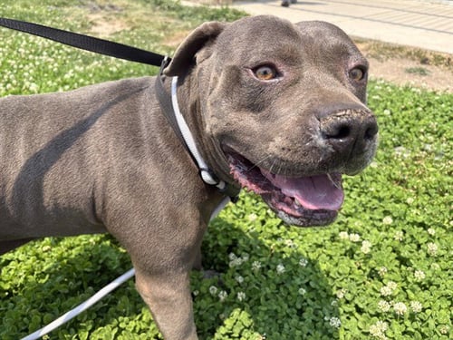 HIPPOPOTAMUS - Pit Bull Terrier for adoption in Pueblo