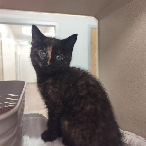 TIGER EYES - Domestic Short Hair available for adoption
