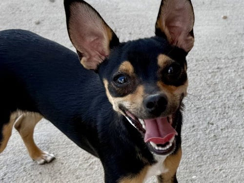 CRUNCH WRAP - Chihuahua available for adoption