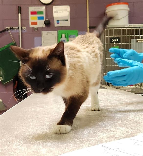 ELOISE - Domestic Short Hair available for adoption