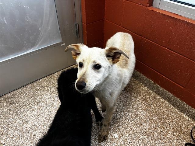 MAX - Labrador Retriever available for adoption