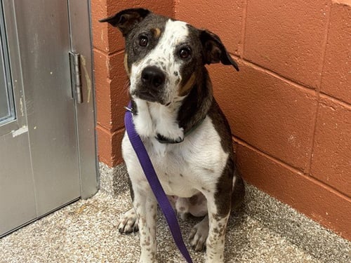 TEAR - Australian Cattle Dog/Blue Heeler / Australian Shepherd available for adoption