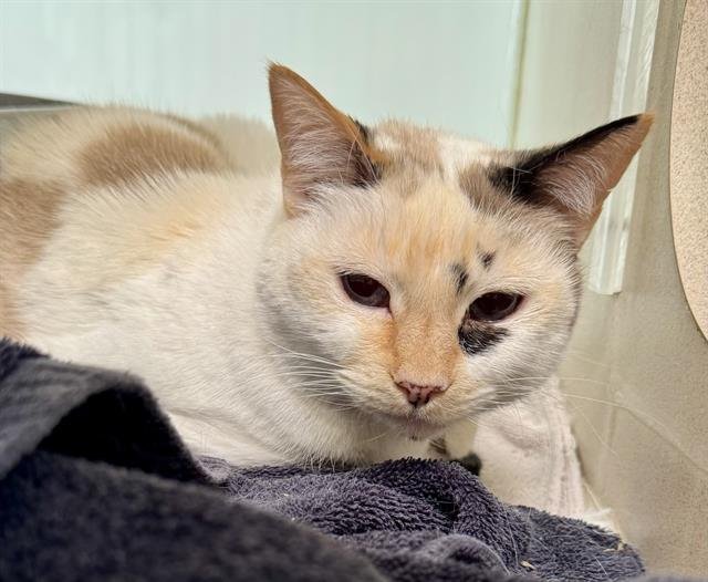 SHEILA - Siamese available for adoption