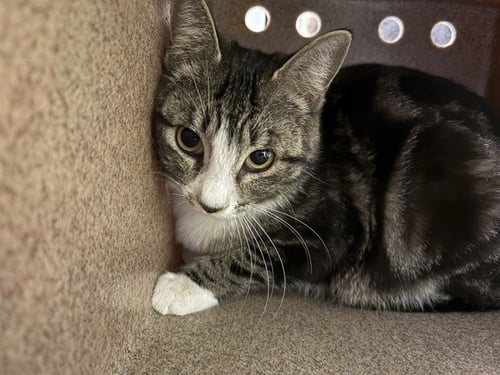 MISHA IN THE BARN - Domestic Short Hair available for adoption