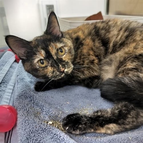 GEORGIA - Domestic Short Hair for adoption in Colorado Springs