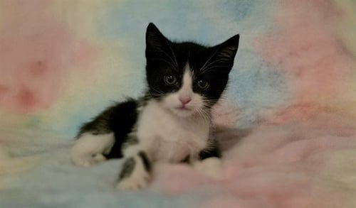 FINTAN - Domestic Short Hair available for adoption