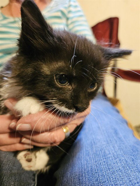 SIENNA - Domestic Short Hair for adoption in Pueblo