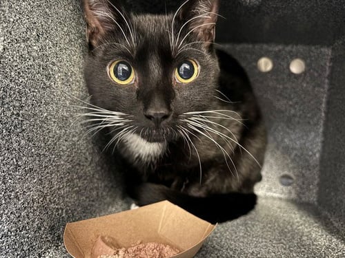 BRUCE - Domestic Short Hair available for adoption